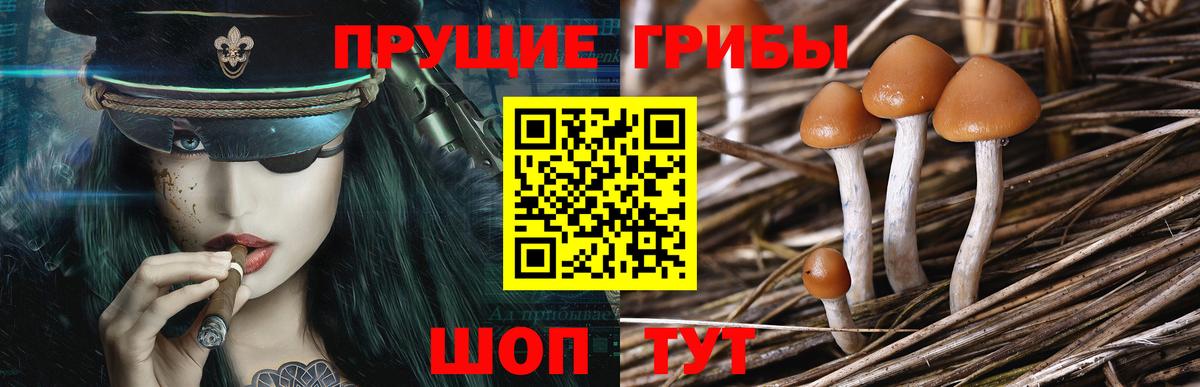Шадринск  Галлюциногенные грибы Psilocybine cubensis  Вход с VPN  Псилоцибиновые грибы GOLDEN TEACHER 